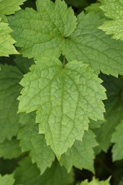 Tüp klematis yaprakları - Latince adı - Clematis heracleifolia