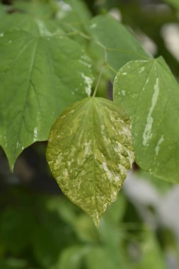 Latince adı Cercis canadensis Sokak Kedisi olan Doğu Kızıltomurcuk Sokak Kedisi şubesi