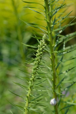 Eylül Zafer Çiçeği - Latince adı - Liatris scariosa Eylül Zaferi