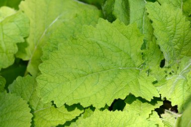 Adaçayı yaprakları - Latince adı - Salvia forskaohlei