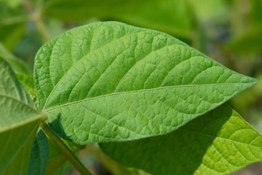 Ricebean yaprakları - Latince adı - Phaseolus ergenleri