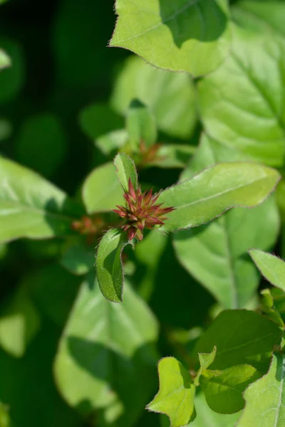 잎벌레 꽃봉오리 라틴어 Ceratosentide Pumbaginoides — 스톡 사진