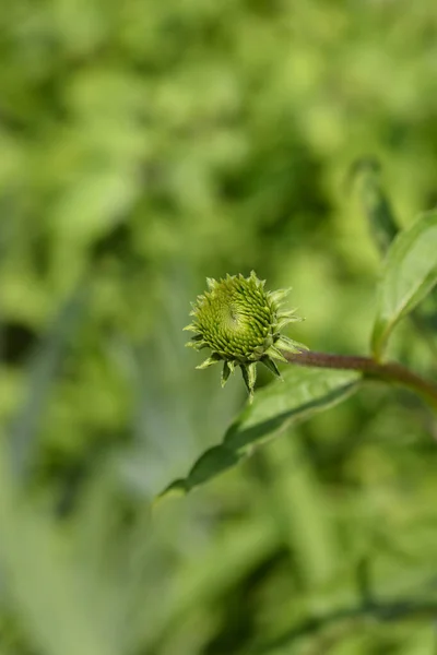 Coneflower Now Cheesier Flower Bud Латинское Название Echinacea Now Cheesier — стоковое фото