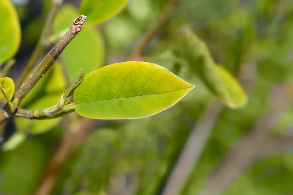 Siebolds Magnolia Зеленим Листям Латинська Назва Magnolia Sieboldii — стокове фото