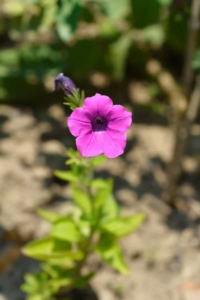 Фіолетові Квіти Петунії Латинська Назва Петунія — стокове фото