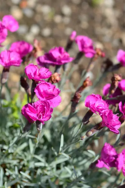 Ροζ Λουλούδια Αρχιφύλακας Υβρίδιο Λατινικό Όνομα Dianthus Αρχιφύλακας Υβρίδιο — Φωτογραφία Αρχείου