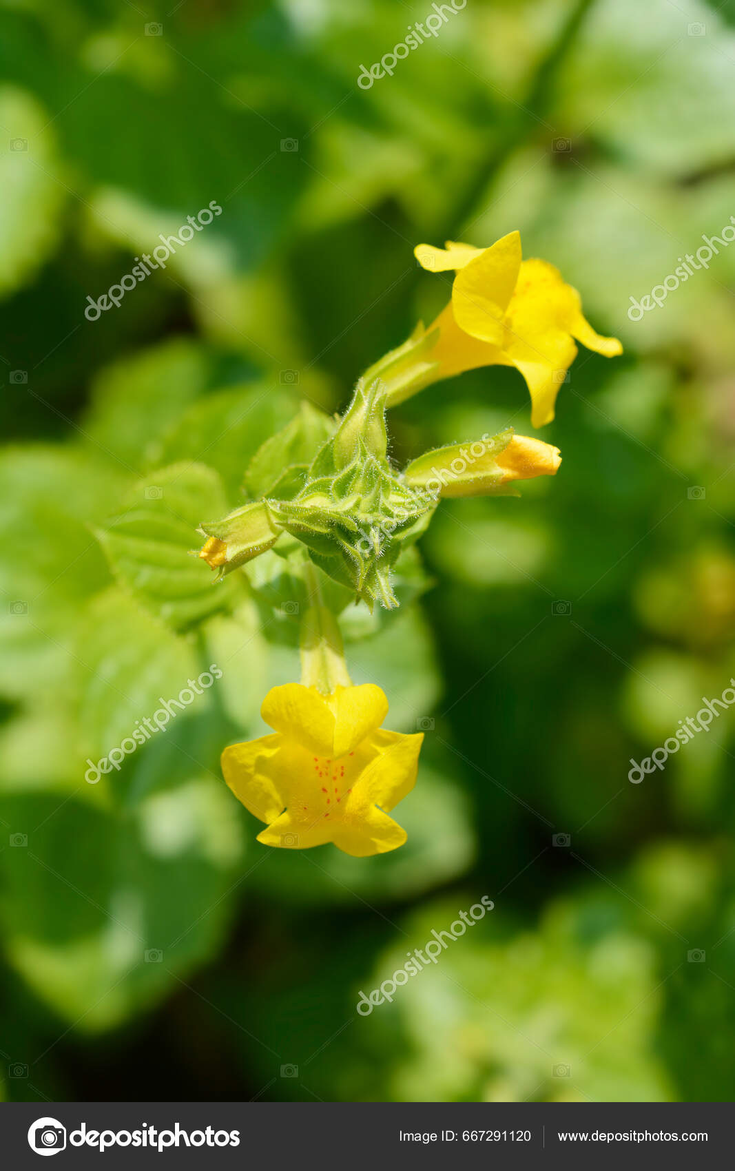 Fleurs Singe Jaune Nom Latin Mimulus Luteus Erythranthe Lutea image libre  de droit par nahhan © #667291120