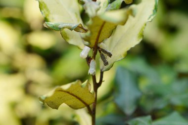 Variegata Oleaster çiçekleri - Latince adı Elaeagnus x submacrophylla Variegata