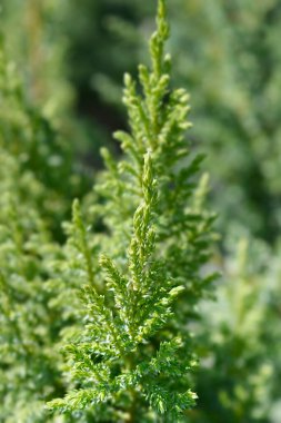 Juniper Hulsdonk Sarı - Latince adı Juniperus pingii Hulsdonk