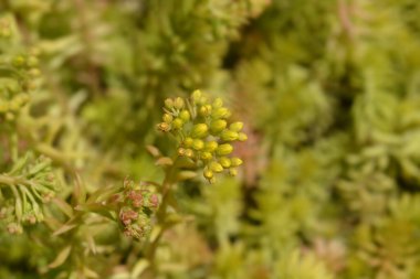 Kaya taşı Angelina çiçekleri - Latince adı - Petrosedum rupestre Angelina