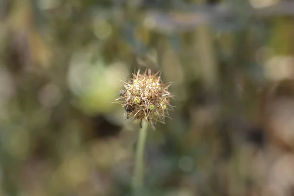 Pincushion Flower Magic Night Seed Head Latin Name Scabiosa Atropurpurea — стокове фото