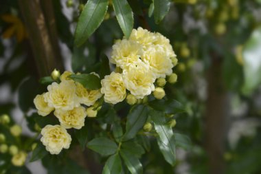 Sarı Leydi Banks Latince adı Rosa Bansiae Lutea