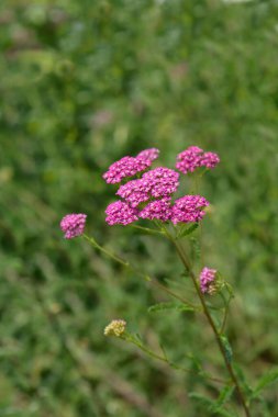 Pembe Yarrow çiçekleri - Latince adı - Achillea milleum Pembe Güzel