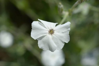 Beyaz gül karides - Latince adı - Silene coronaria Alba