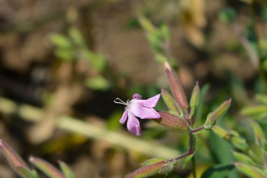 Soapwort Max Frei flowers - Latin name - Saponaria x lempergii Max Frei