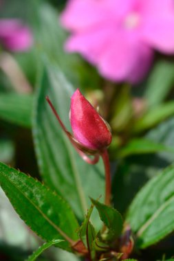 Pembe Meşgul Lizzie çiçeği tomurcuğu - Latince adı - Impatiens New Gine Group