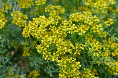 Rue çiçekleri - Latince adı - Ruta Graveolens