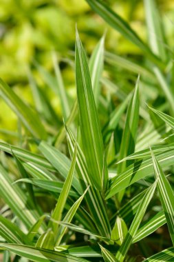 Cüce beyaz çizgili bambu yaprakları - Latince adı - Pleioblastus fortune ei Variegata