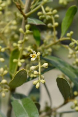 Yaygın zeytin çiçekleri - Latince adı - Olea europaea