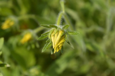 Gloriosa Daisy Irish Eyes çiçeği tomurcuğu - Latince adı Rudbeckia hirta Irish Eyes
