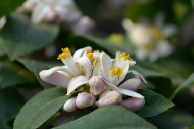 Meyer limon çiçekleri - Latince adı - Citrus meyerii