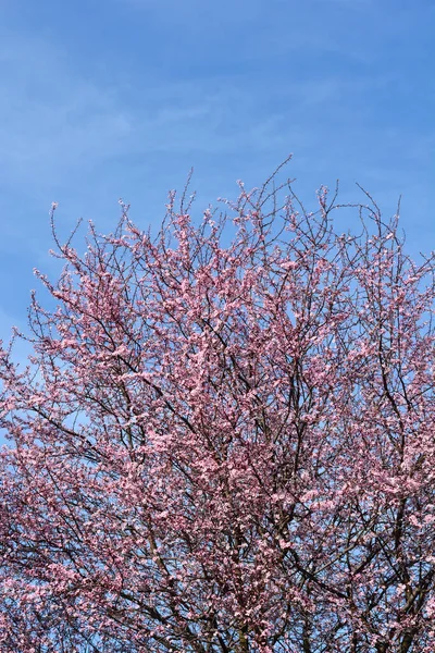 Black Cherry Plum tree with flowers - Latin name - Prunus cerasifera Nigra