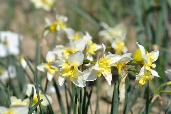 Butterfly Daffodil Smiling Twin flowers - Latin name - Narcissus Smiling Twin