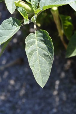 İnka dikenli elma yaprakları - Latince adı - Datura inoxia inka