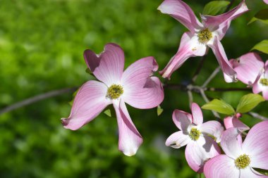 Çiçekli Dogwood Çeroki Şefi Çiçekleri - Latince adı Cornus Florida Cherokee Şefi
