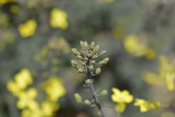 Кучеряві Капустяні Квіткові Бруньки Латинська Назва Brassica Oleracea Var Салютіка — стокове фото