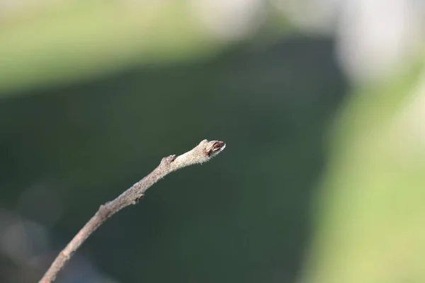 Kışın Tomurcuklu Yaygın Bir Dal Latince Adı Mespilus Germanica — Stok fotoğraf