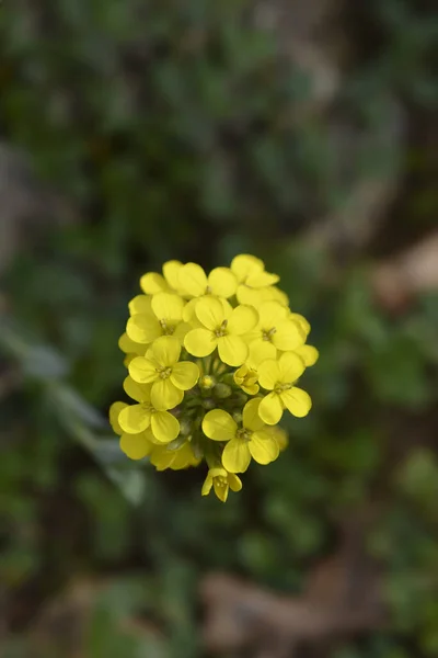 Greckie Kwiaty Bladderpod Łacińska Nazwa Alyssoides Utriculata — Zdjęcie stockowe