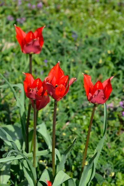 Eyed Tulip Flowers Latin Name Tulipa Agenensis — Stock Photo, Image
