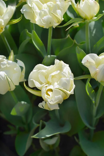 Tulpan Exotiska Kejsare Blommor Latinskt Namn Tulipa Exotiska Kejsare — Stockfoto