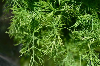Dill yeşil yaprakları - Latince adı - Anethum Graveolens
