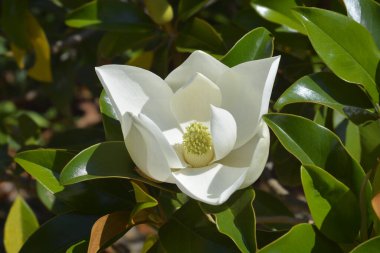 Beyaz çiçekli güney manolya dalı - Latince adı - Magnolia grandiflora