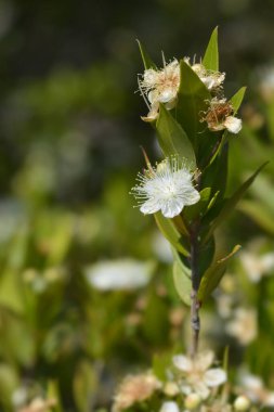 Beyaz çiçekli mersin dalı - Latince adı - Myrtus communis
