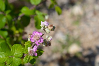 Çiçekli elmleaf böğürtlen dalı- Latince adı Rubus ulmifolius