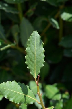 Laurel Latince adı Laurus Nobilis 'i terk ediyor.