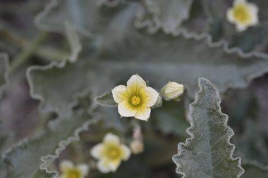 Salatalık çiçeği sıkmak - Latince adı - Ecballium elaterium