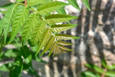 Cennetin yeni yaprakları - Latince adı - Ailanthus altissima