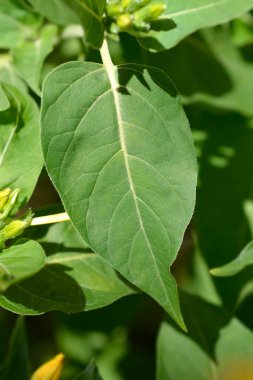 Peru Marvel - Latince adı - Mirabilis Jalapa