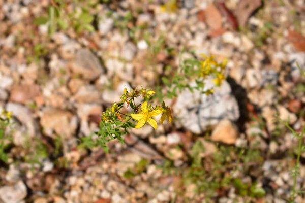 Blüten Von Johanniskraut Perforieren Lateinischer Name Hypericum Perforatum — Stockfoto