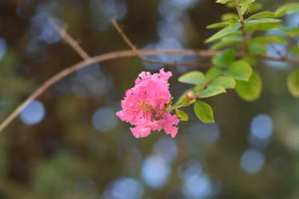 Pink Crepe Myrtle Flower Латинское Название Lagerstroemia Indica — стоковое фото
