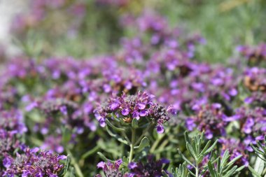 Alman melez çiçekleri - Latince adı Teucrium montanum x cossonii