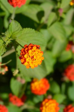 Çalı çiçeği, yakın plan - Latince adı - Lantana Camara