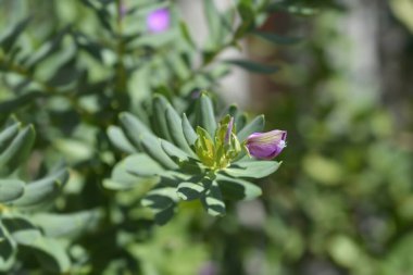 Myrtle yapraklı milkwort çiçeği tomurcukları - Latince adı - Polygala myrtifolia