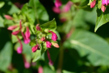 Peru pembe çiçek tomurcukları - Latince adı - Mirabilis jalapa