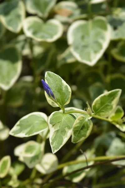 Variegated Greater Periwinkle Flower Bud Leaves Latin Name Vinca Major — Zdjęcie stockowe