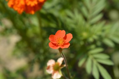 Avens Borisii çiçeği - Latince adı - Geum coccineum Borisii